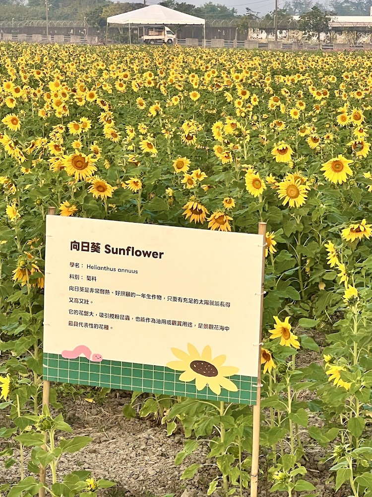 嘉義新港向日葵花海懶人包：順遊花海、公園與親子農場一次看