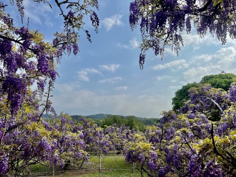 淡水台2線世外桃源懶人包 紫藤花園與百合花田3大賞花秘境一次看