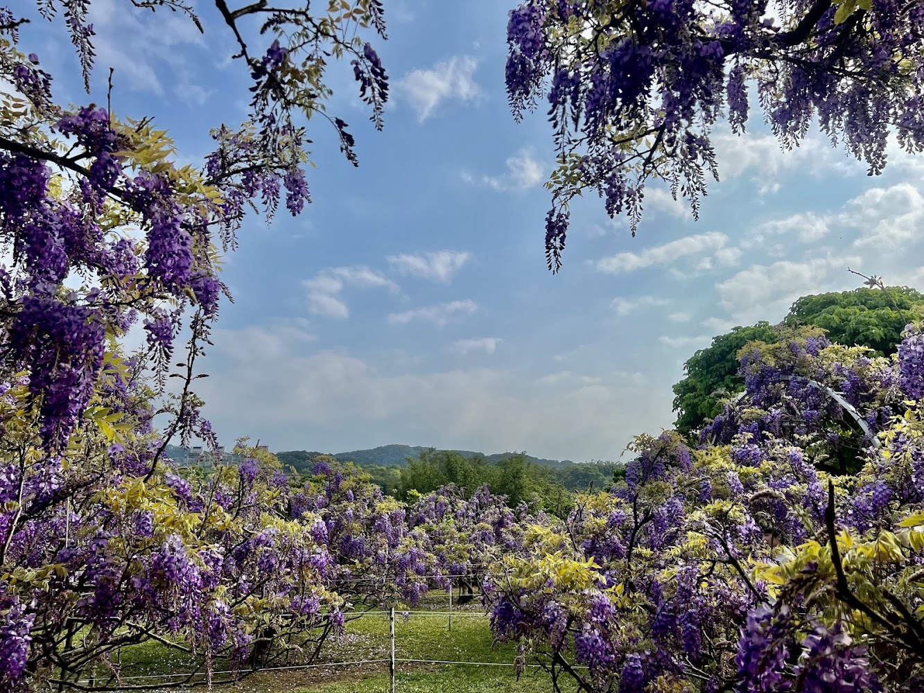 淡水台2線世外桃源懶人包 紫藤花園與百合花田3大賞花秘境一次看