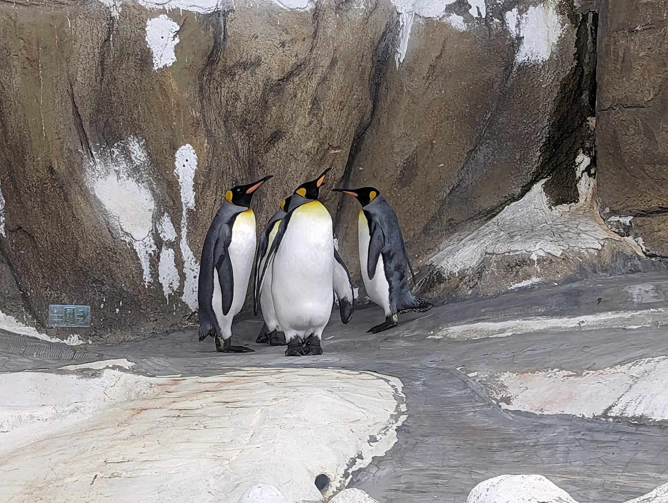 小食蟻獸主題漫遊臺北市立動物園：親子路線、必看展區與一日深度評測