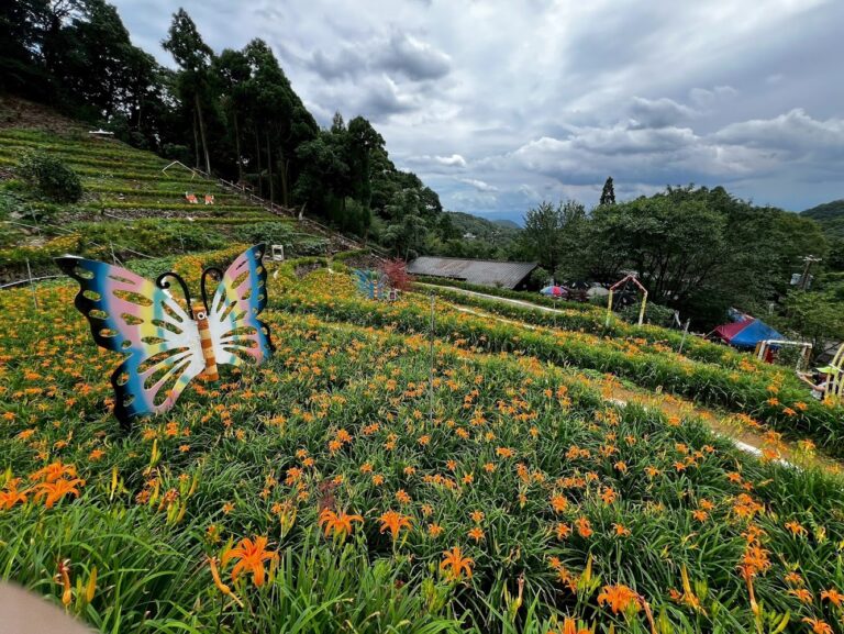 北部金針花景點懶人包｜陽明山、桃園周邊花海散步提案與順遊推薦