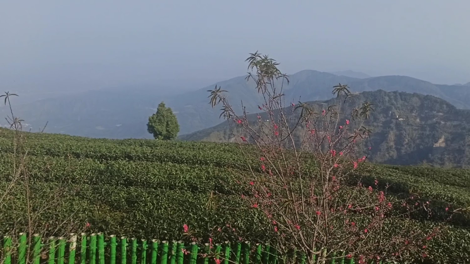 草嶺景點懶人包 雲林山城美景、櫻花茶園與公路風光一次看