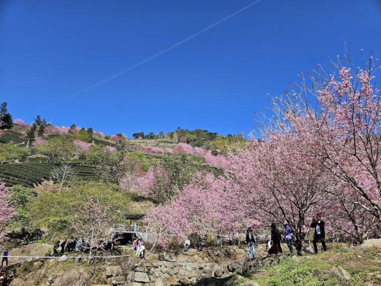 草嶺石壁景點懶人包｜竹林步道、櫻花山谷、雲海觀景台一次玩遍