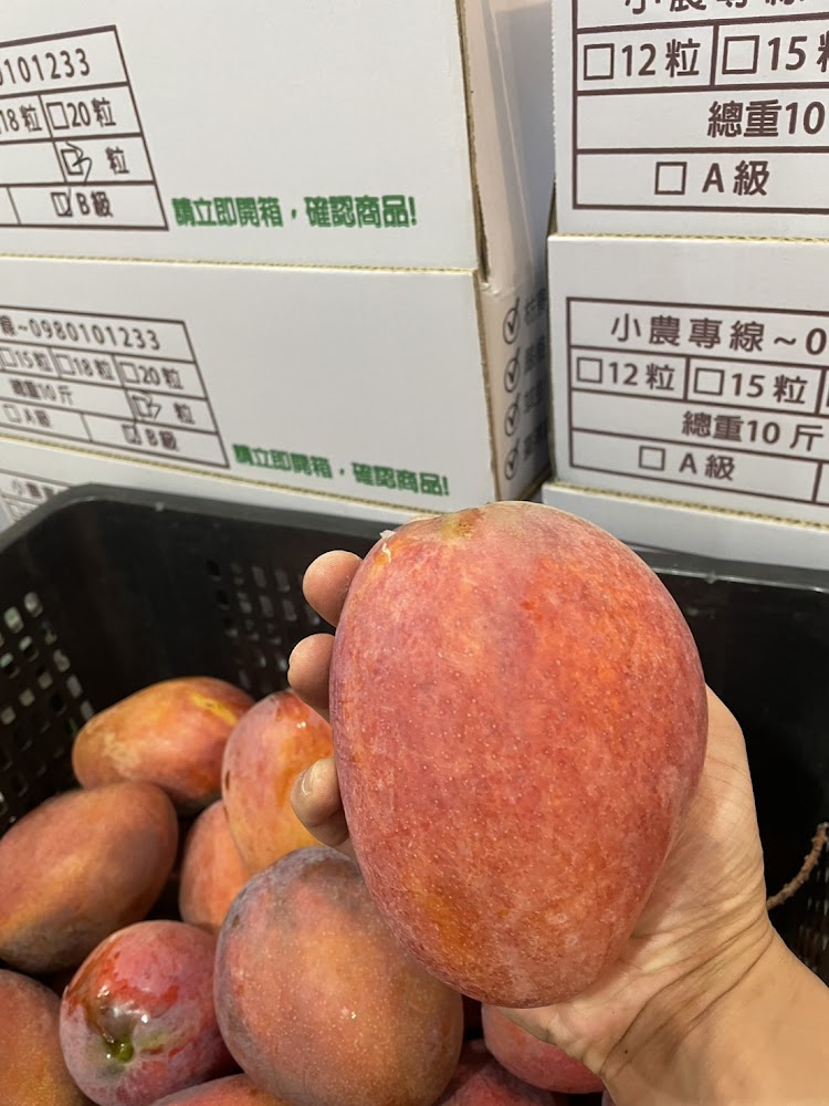愛文芒果懶人包｜枋山、枋寮、玉井必訪產地直送與芒果冰推薦