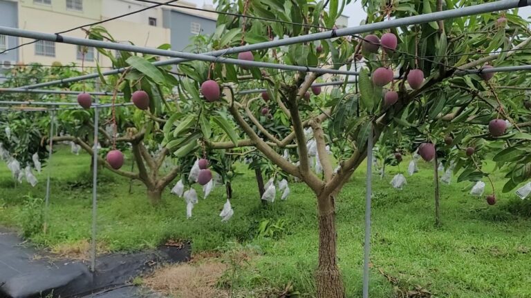 水蜜桃芒果懶人包 全台 8 處果園與水果名店一次看