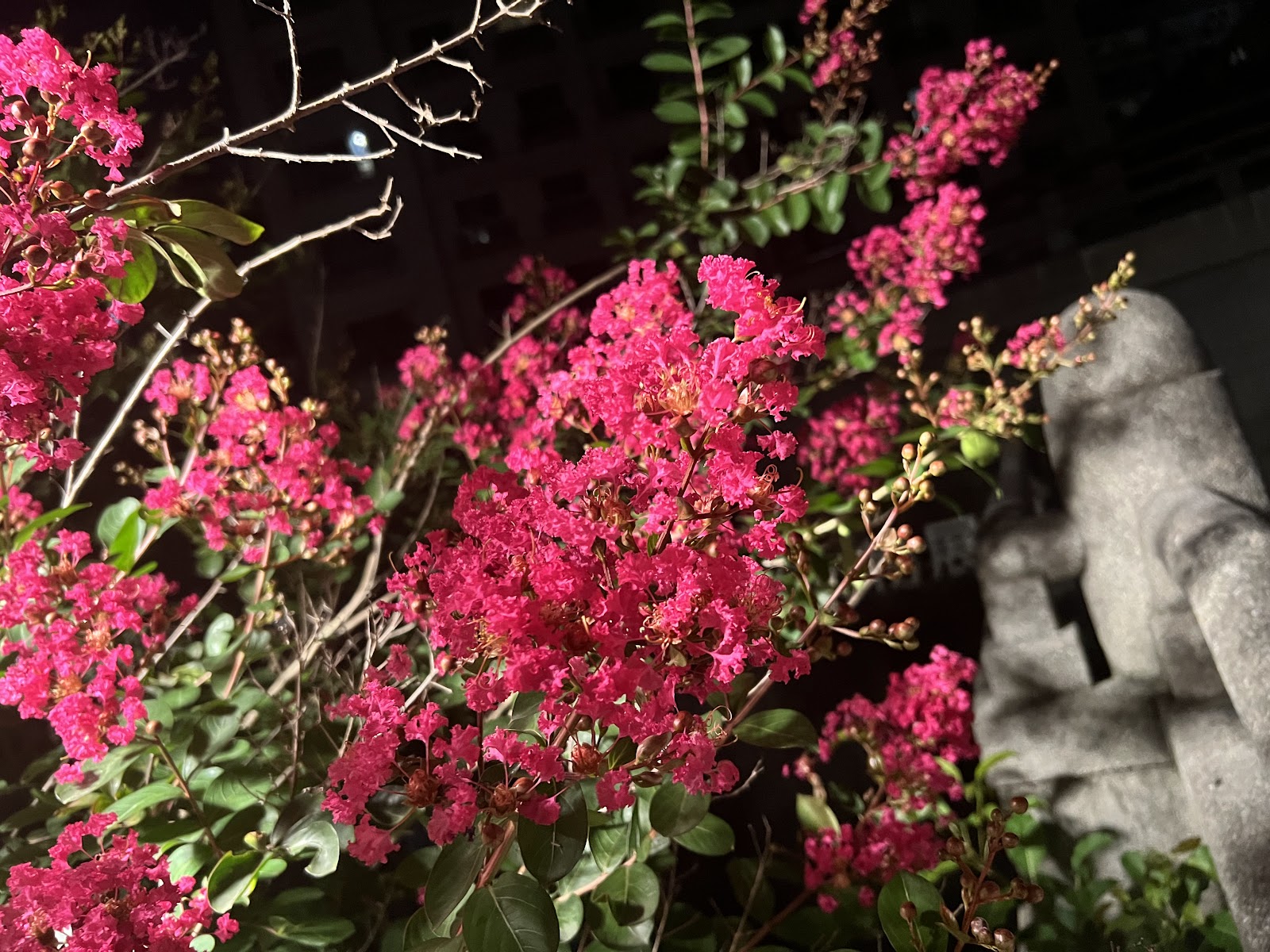 西本願寺廣場夜間桃紅紫薇花盛開，日式古蹟燈光夜景，台北西門町