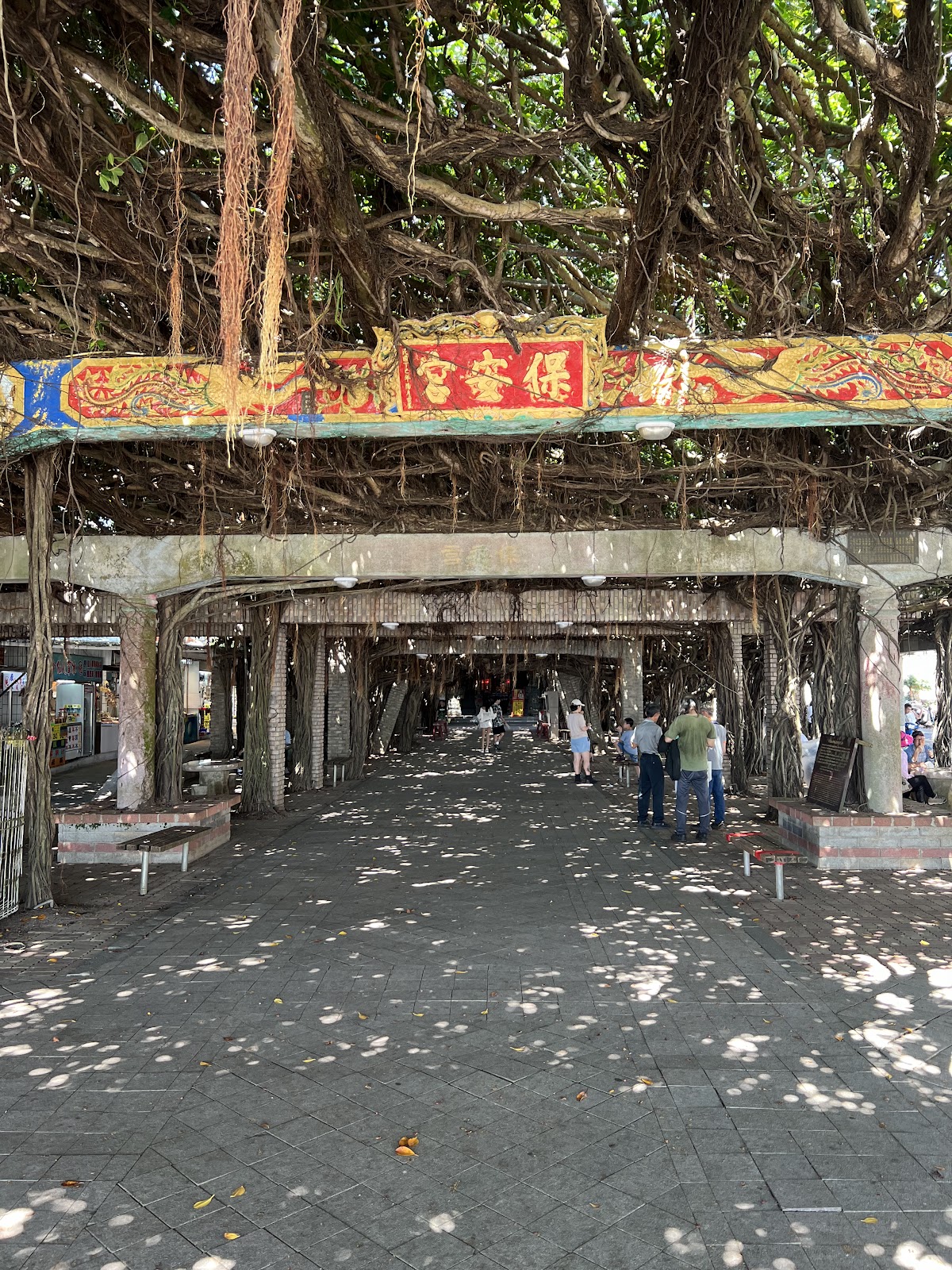 澎湖通梁古榕氣根覆蓋保安宮廟門