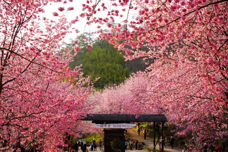 司馬庫斯牌樓，滿開粉紅色山櫻花形成花隧道，木製「一路平安」牌樓，遊客行走其中，背景深綠山林