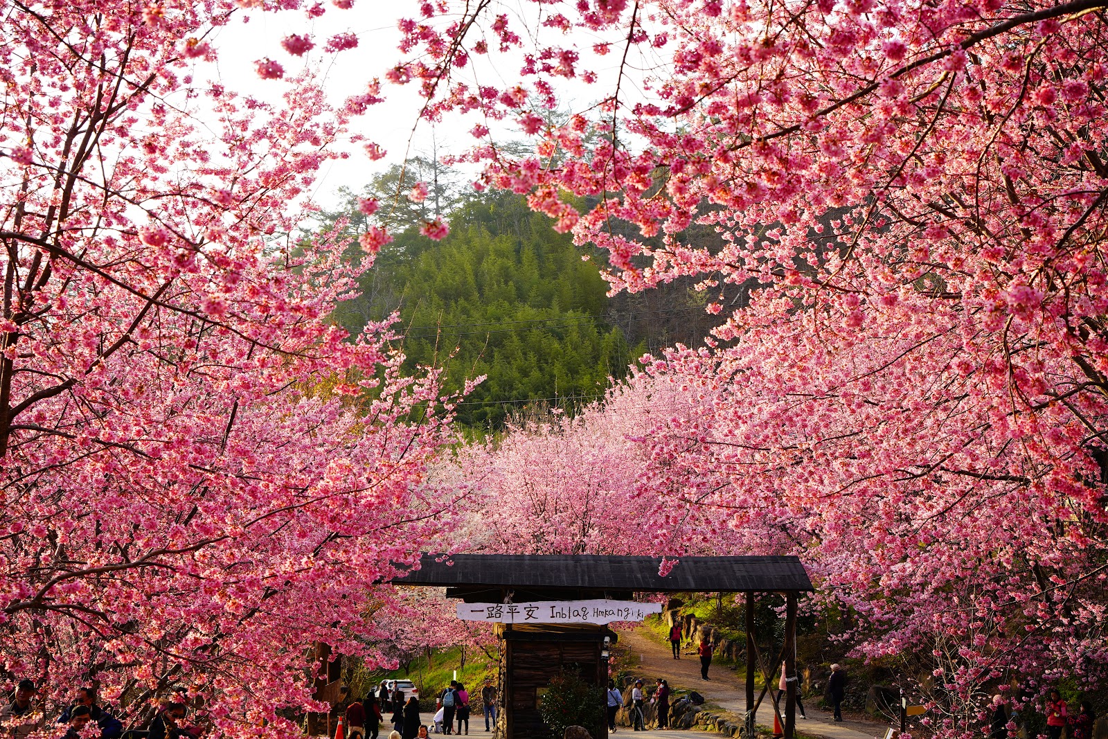 司馬庫斯牌樓，滿開粉紅色山櫻花形成花隧道，木製「一路平安」牌樓，遊客行走其中，背景深綠山林