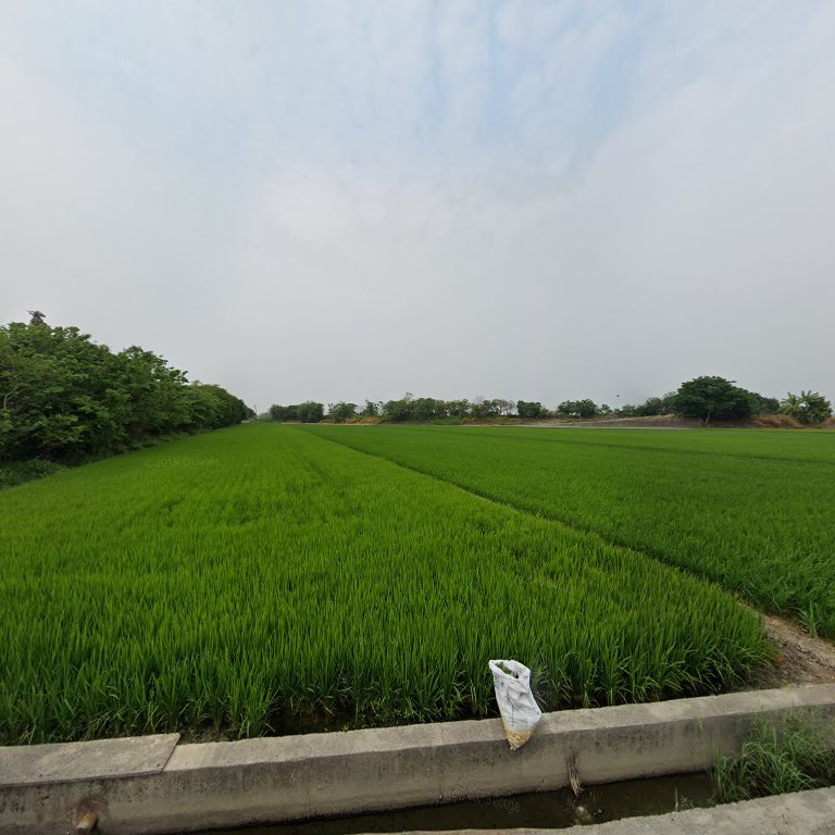 蕃薯庄土地公周邊稻田景色