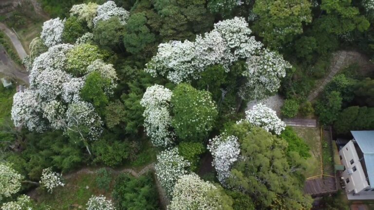 台三線油桐花空拍 2026，苗栗三義神桌山桐花步道