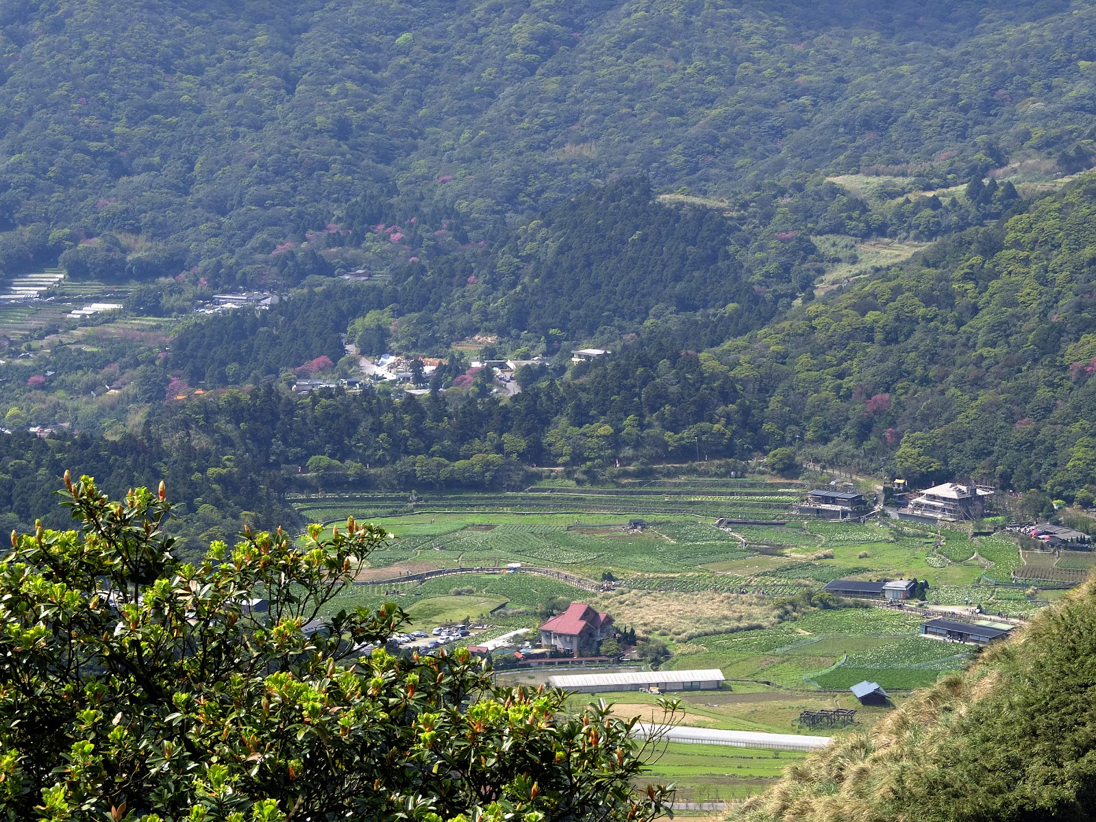 俯瞰竹子湖盆地海芋農田全景，四周環山