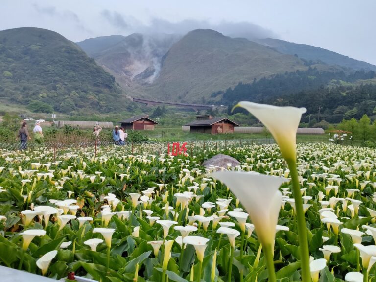 竹子湖海芋花田盛開，白色海芋大片綻放，陽明山一日遊必訪景點
