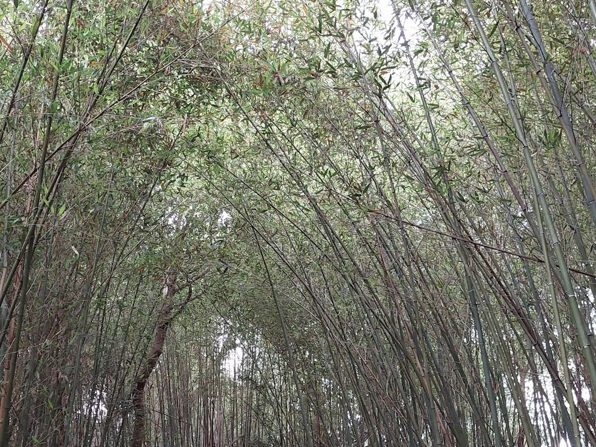義興吊橋竹林隧道步道天然拱形綠廊
