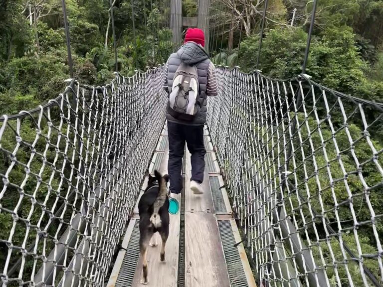 義興吊橋背包客帶狗行走桃園復興鄉北橫公路
