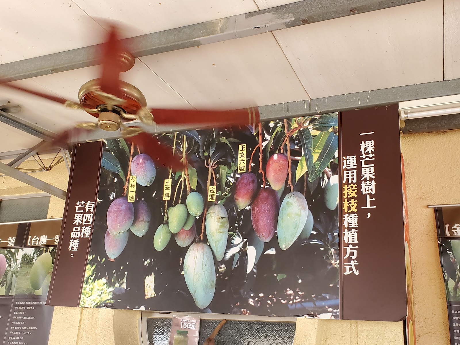 玉井芒果品種展示看板，介紹土芒果、杉林蜜、玉文六號、金煌等四種品種接枝種植方式