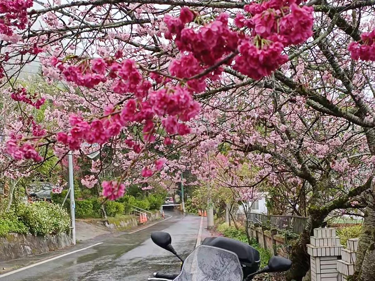利稻部落山路兩側山櫻花盛開粉色花隧道，台東海端鄉布農族部落春天