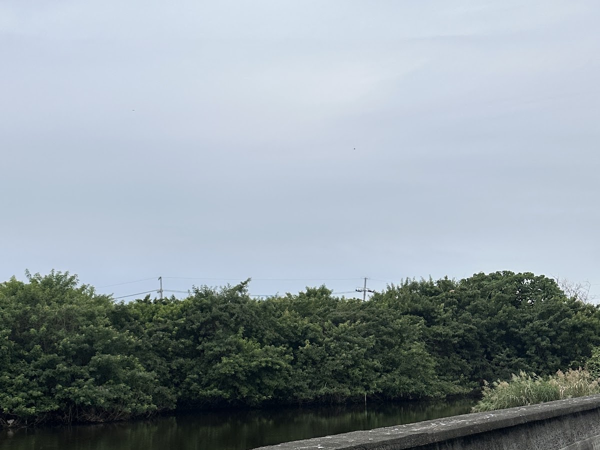 林邊光采濕地水道旁靜謐步道,紅樹林生態景色