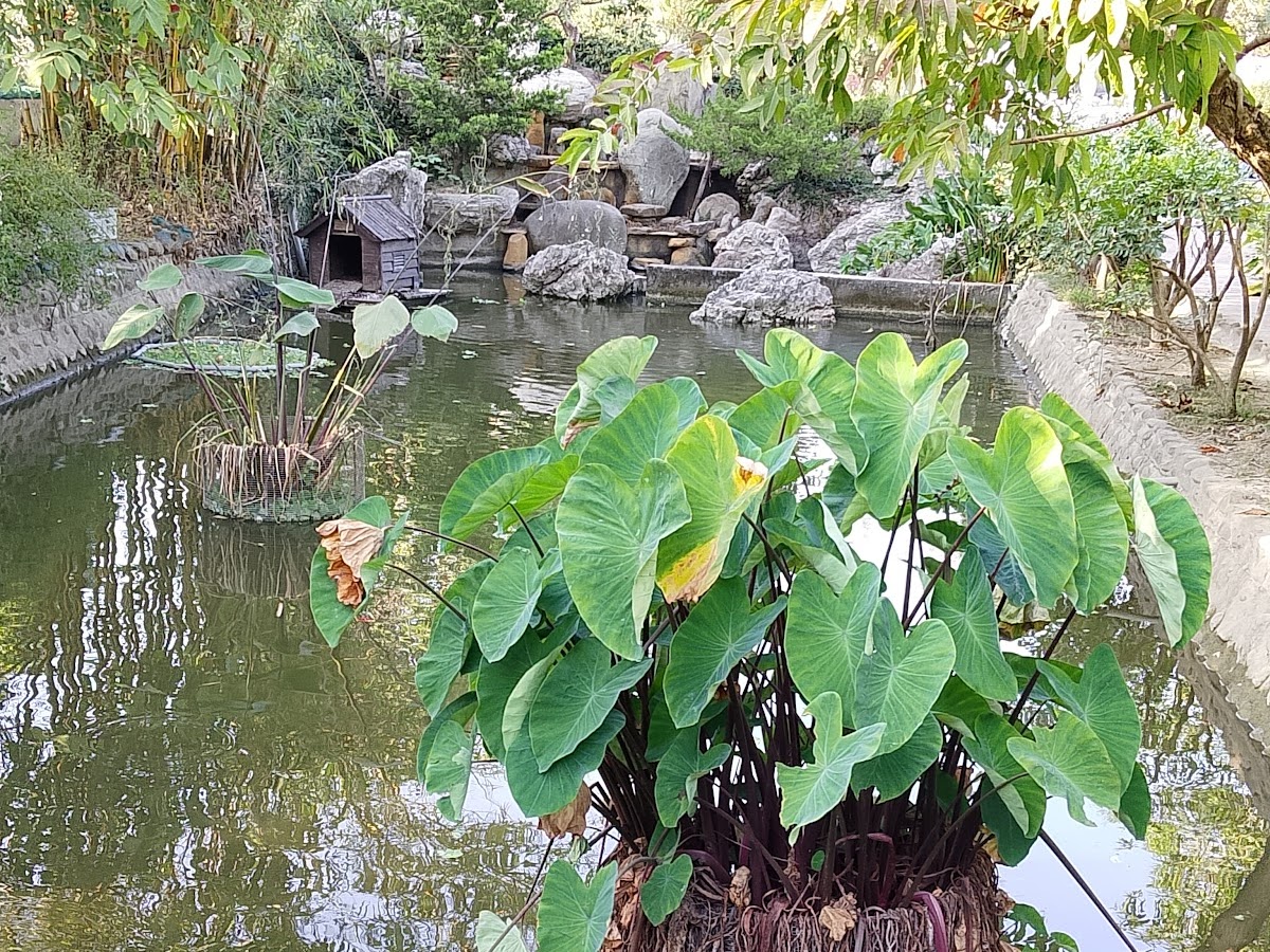 三秀園人工水池,水生植物,假山造景,大埤花園