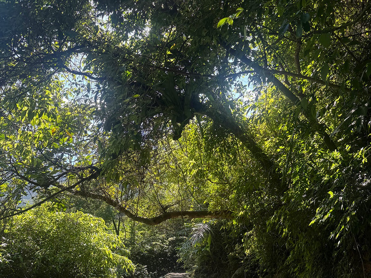 烏塗溪步道樹枝拱廊陽光穿林療癒山徑