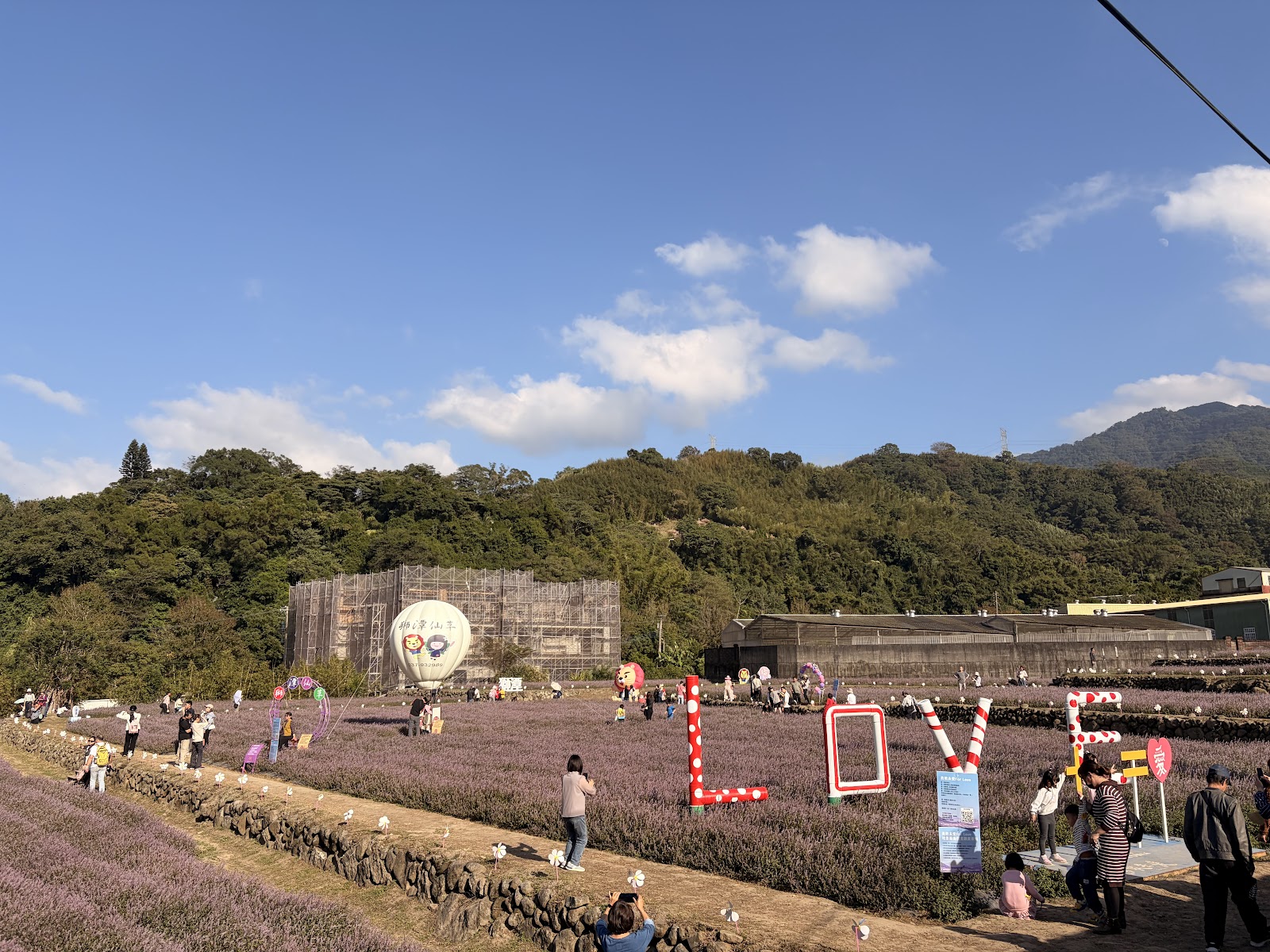 獅潭仙草田園景觀秋季花田農業
