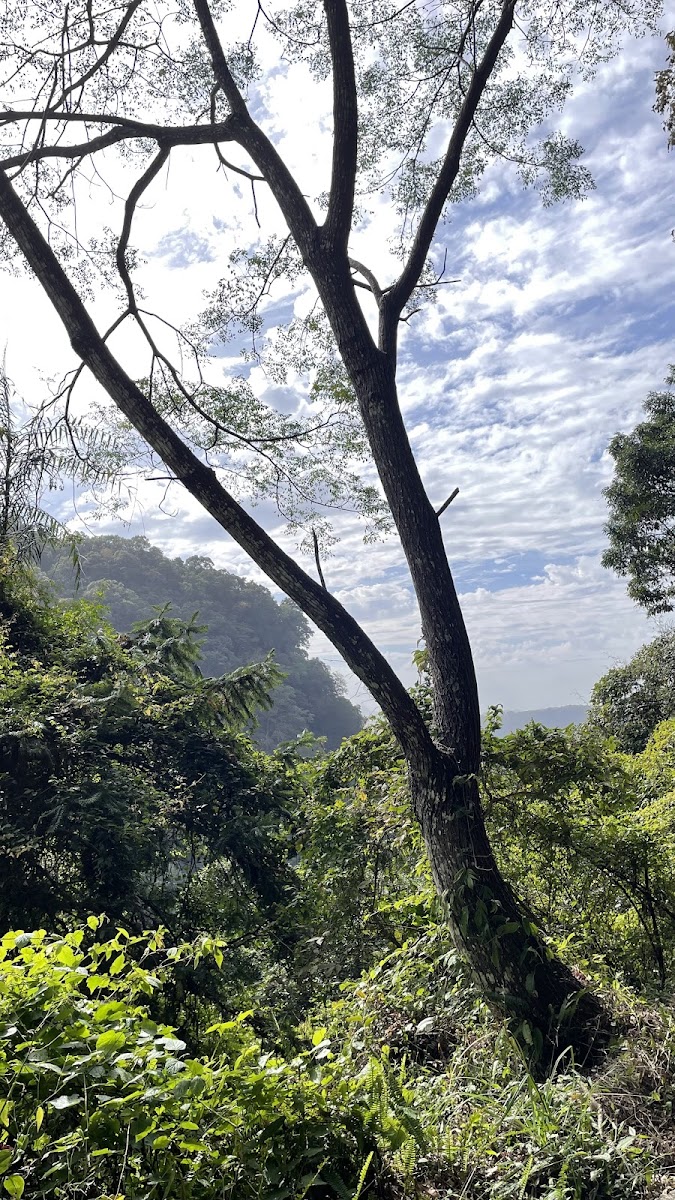 鴛鴦谷步道旁高大樹木與山林景色