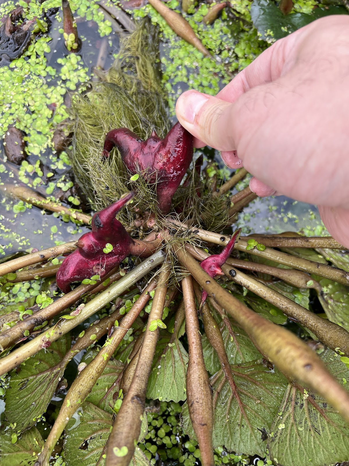 雙手採摘新鮮菱角帶根部水中特寫