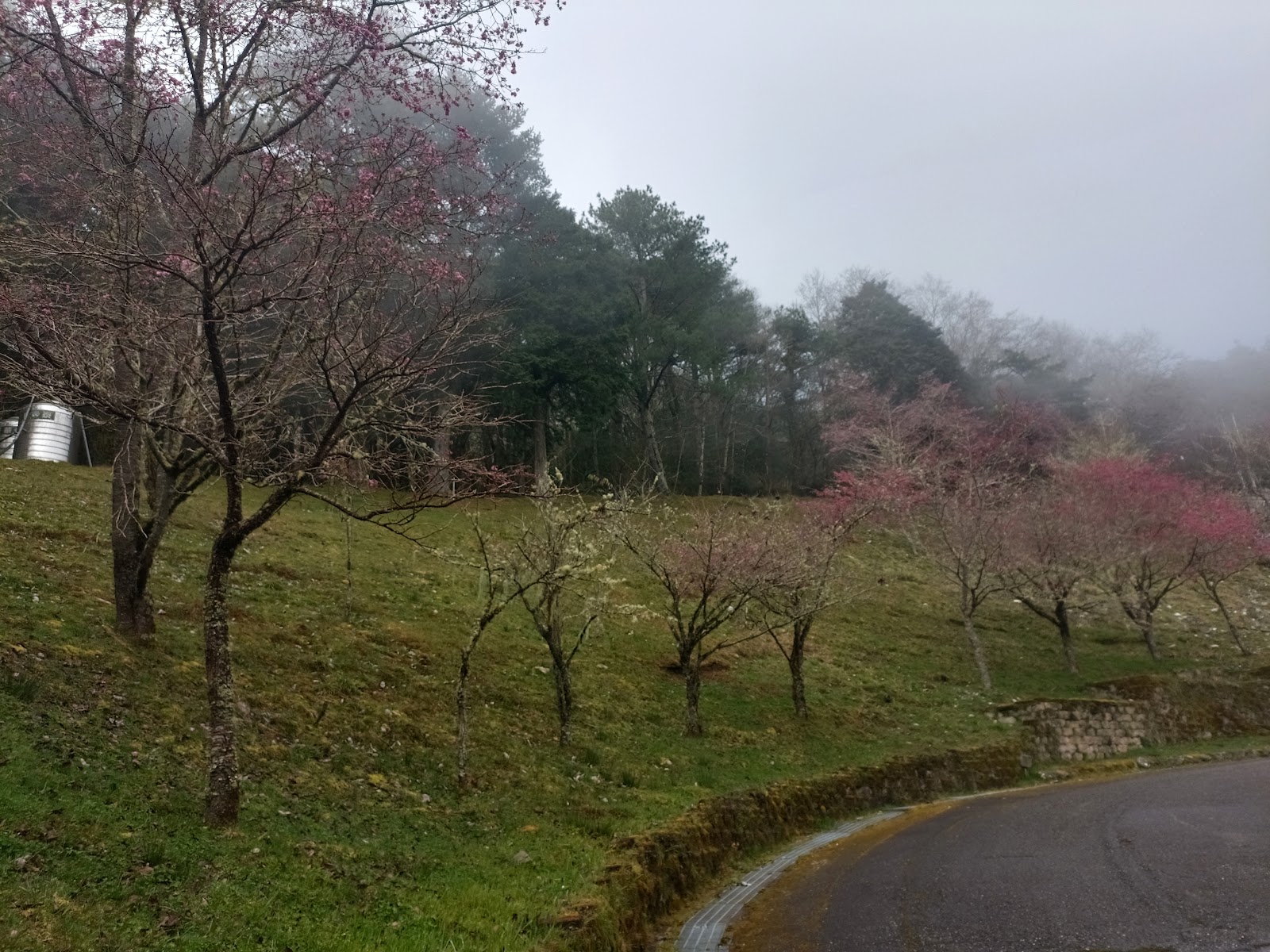向陽國家森林遊樂區春天粉色山桃花盛開山坡，雲霧山林台東海端鄉一日遊