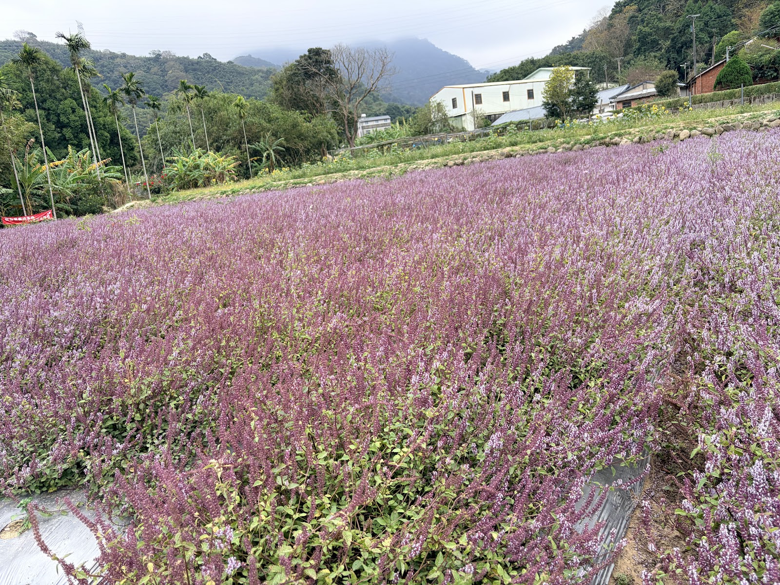 苗栗獅潭仙草花海山谷田野藍天白雲