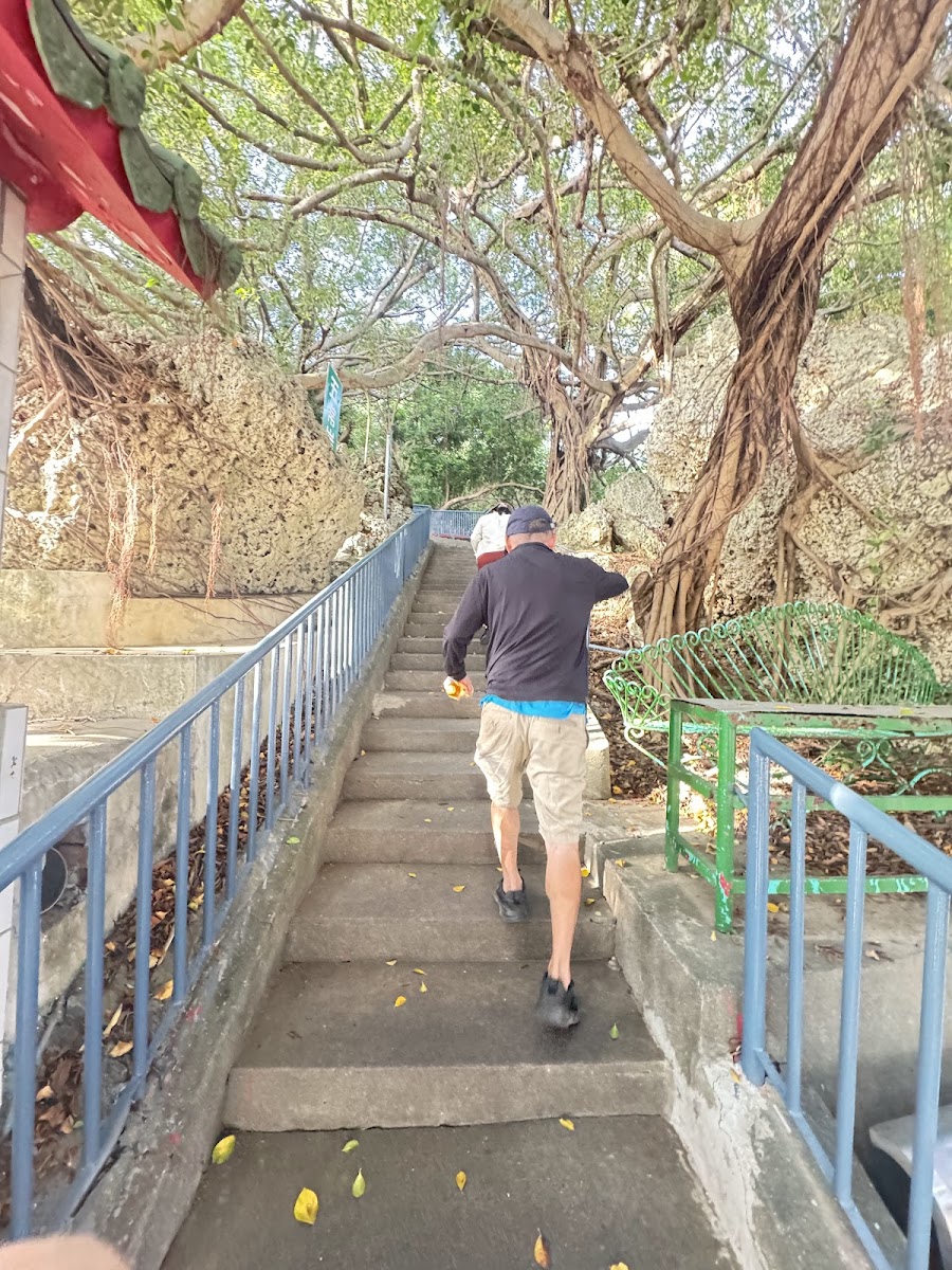 清水巖風景區登山石階步道,老榕樹遮蔭,山林清幽