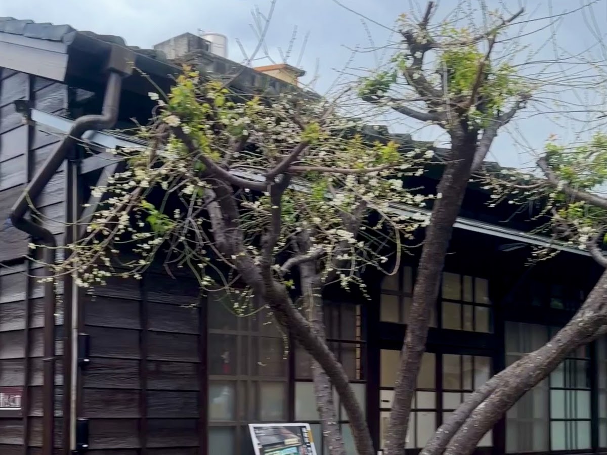 蕭如松藝術園區木造建築與枯樹，禪意庭院一角