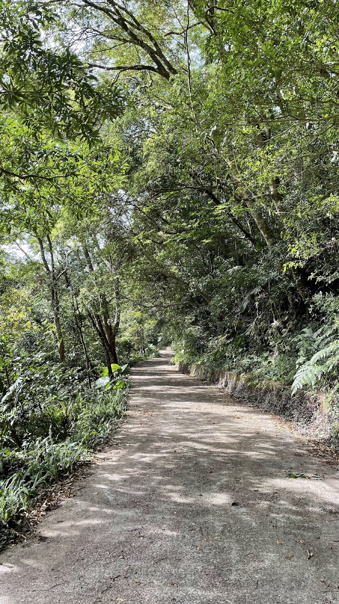 鴛鴦谷瀑布水田林道林蔭小路