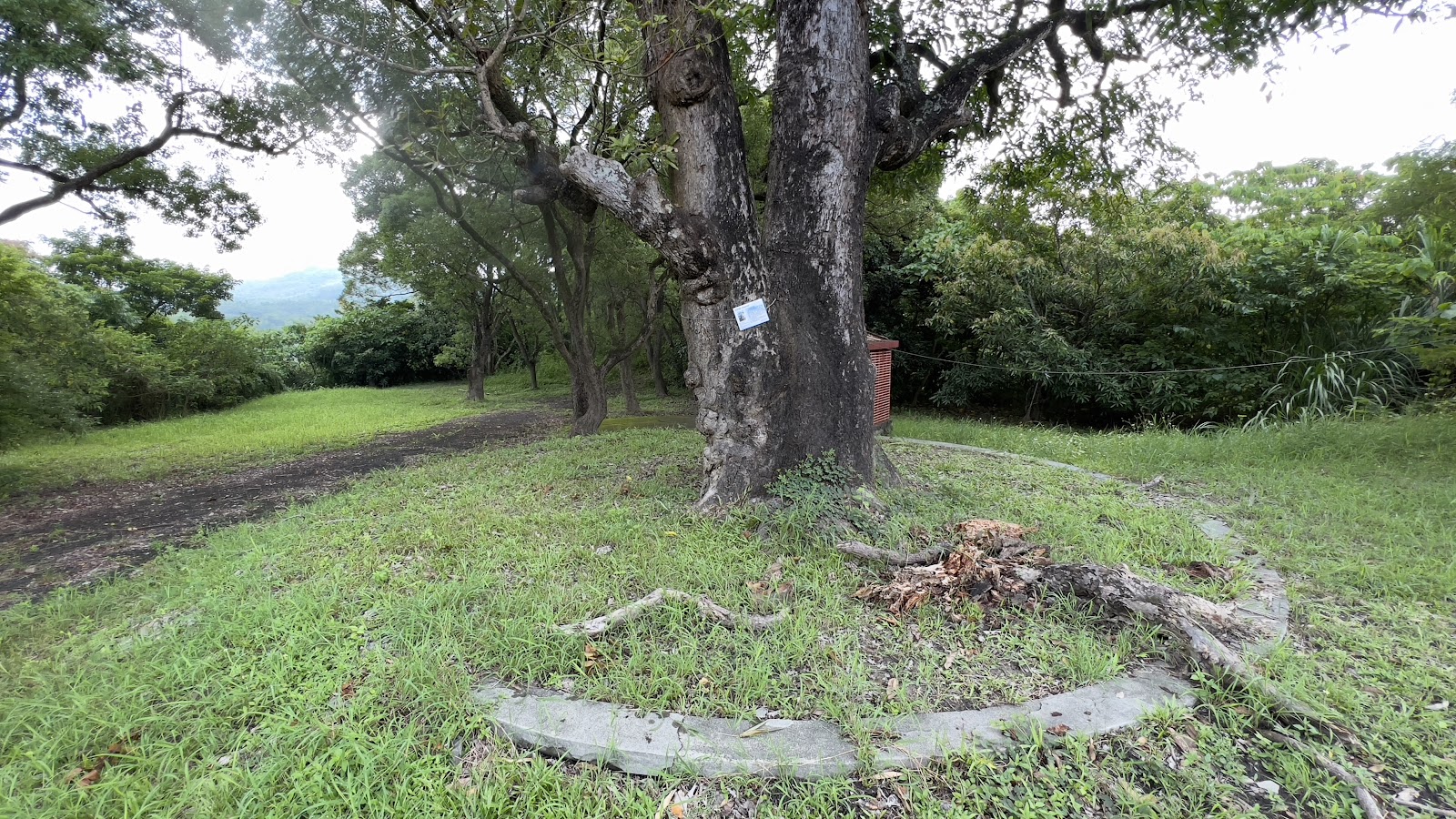 龍崎牛埔惡地地質公園內蜿蜒步道旁的百年老樹,翠綠草地延伸至遠方丘陵