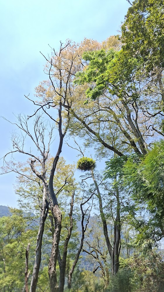 高樹枝上的附生植物景觀