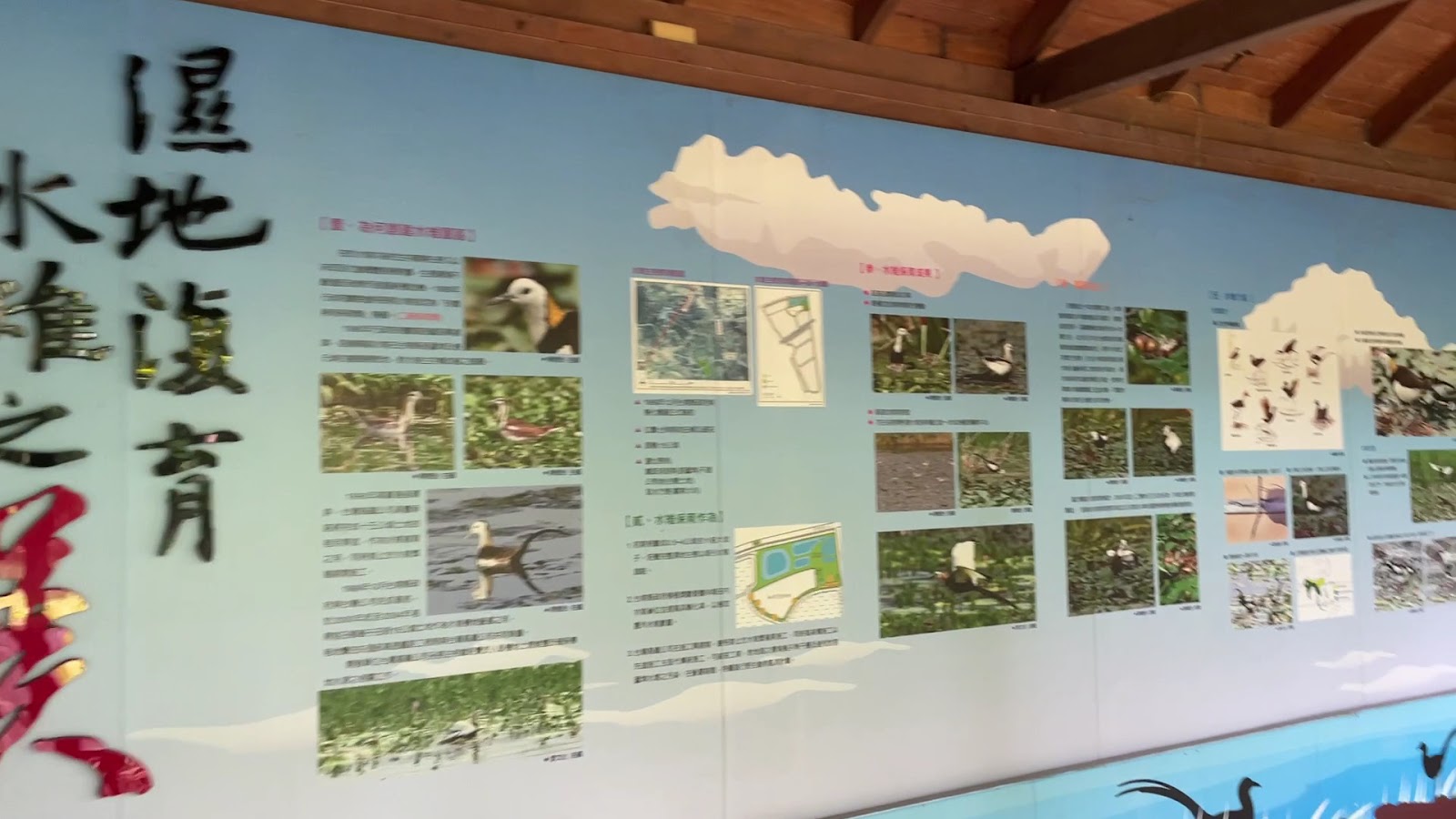 水雉生態教育園區室內展覽濕地水雉復育大型展示牆