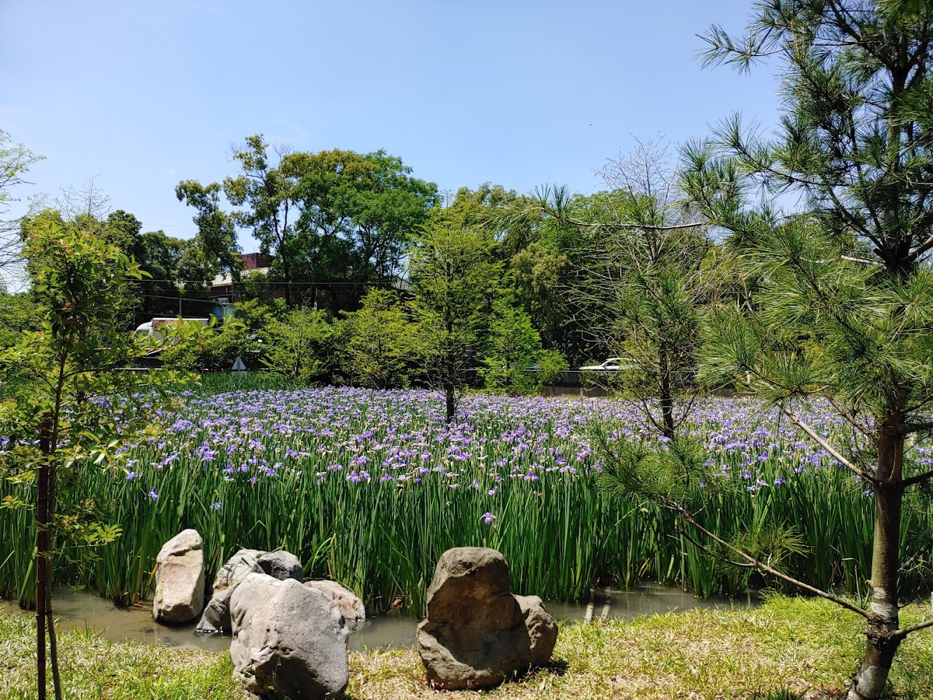 名間親子生態園區紫色花海
