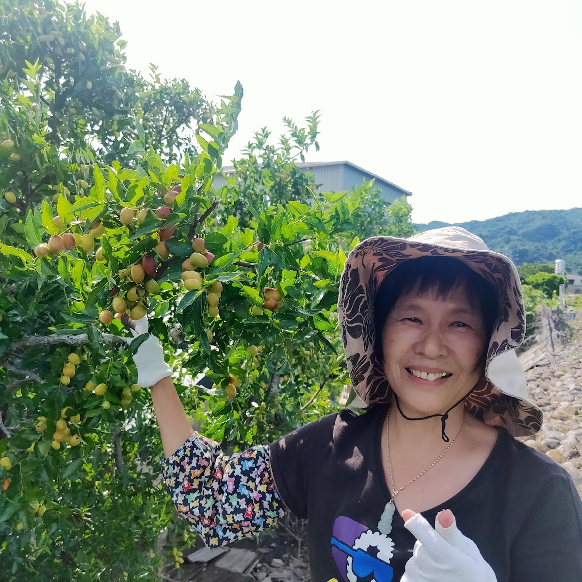 遊客在苗栗公館紅棗園採棗，戴帽笑容滿面