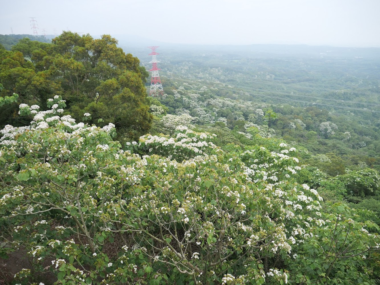 山坡上盛開白色油桐花,遠方可見電塔與山林。
