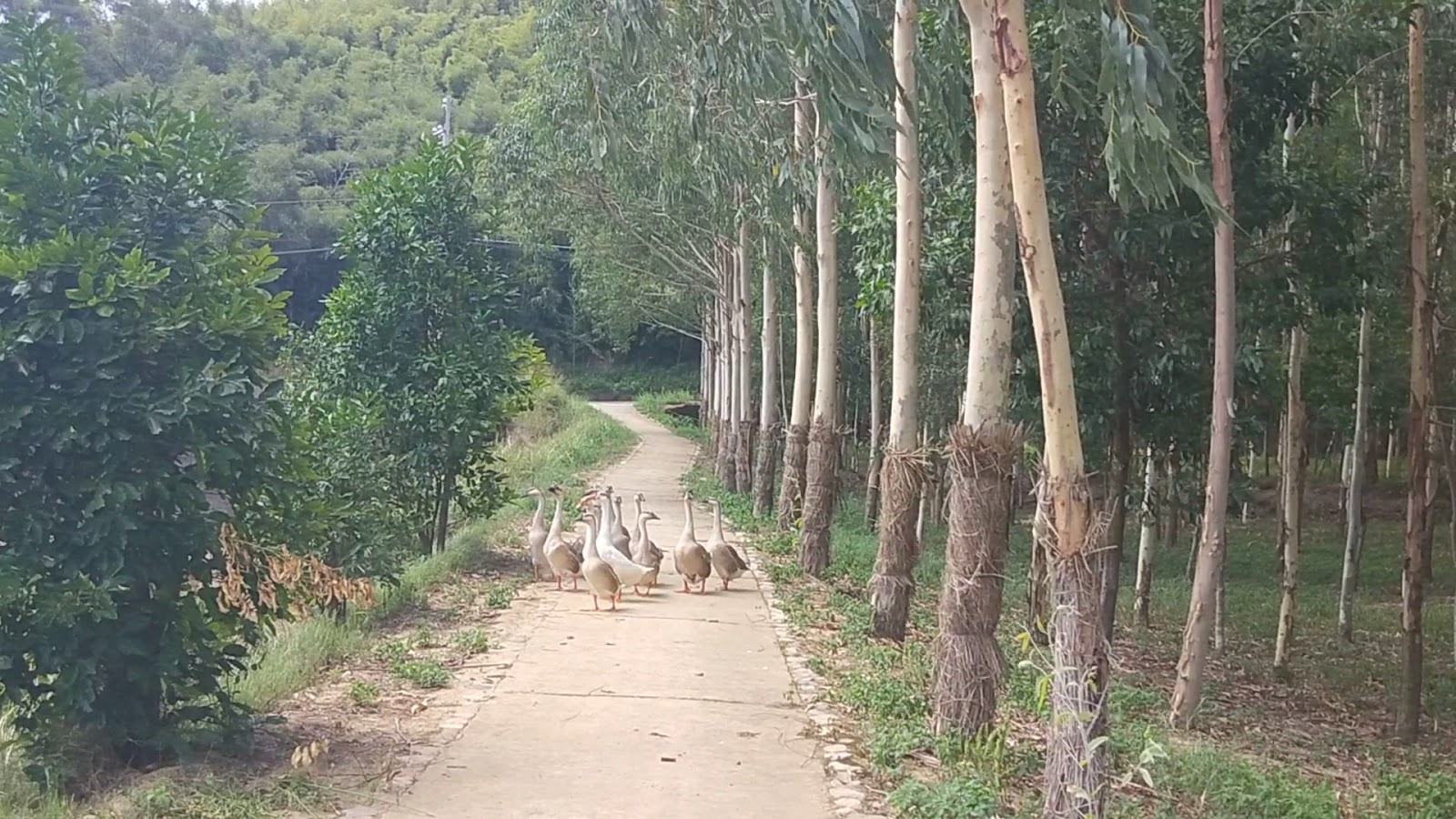 龍昇桉心園大白鵝悠閒漫步桉樹林步道