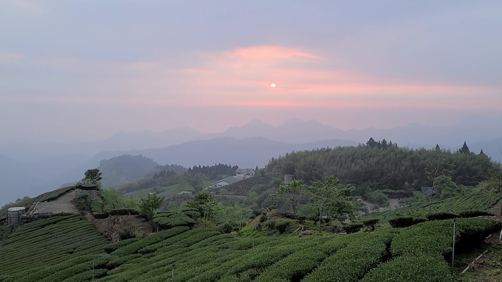 石棹茶園夕陽美景,橙紅色天空映照嘉義山嶺茶田