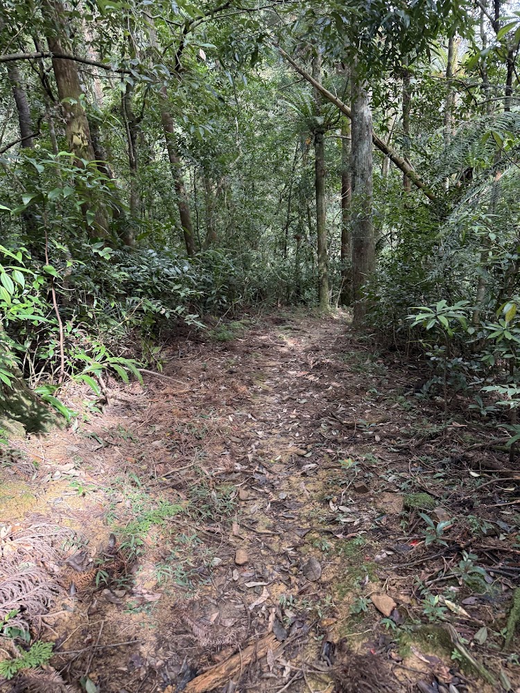 淡蘭南路森林小徑
