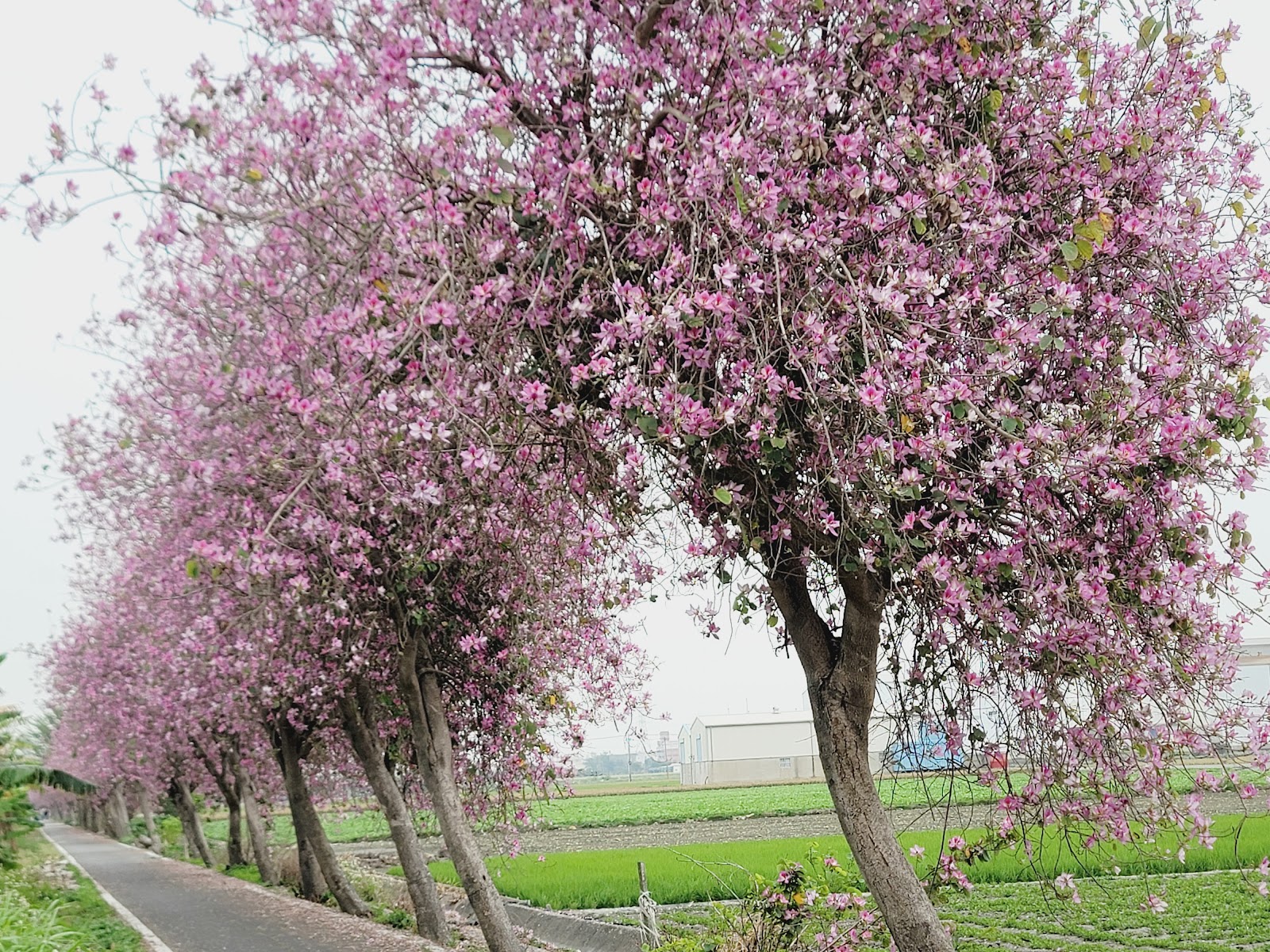 土庫羊蹄甲大道花樹特寫，粉紫花朵密密麻麻綻放，稻田在旁