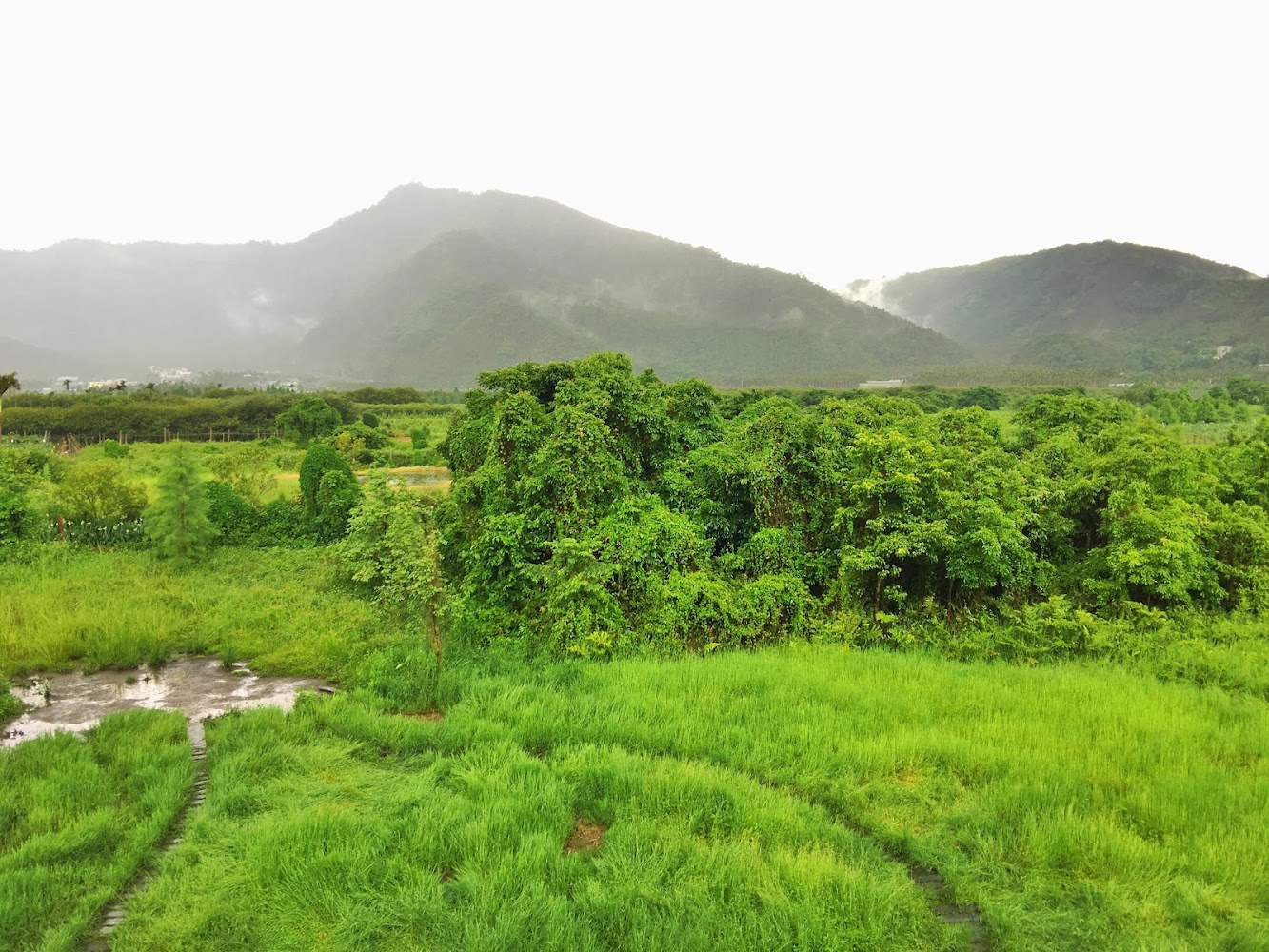 泥炭土活盆地翠綠草地與山景