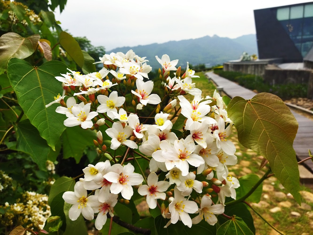 好客公園盛開油桐花特寫
