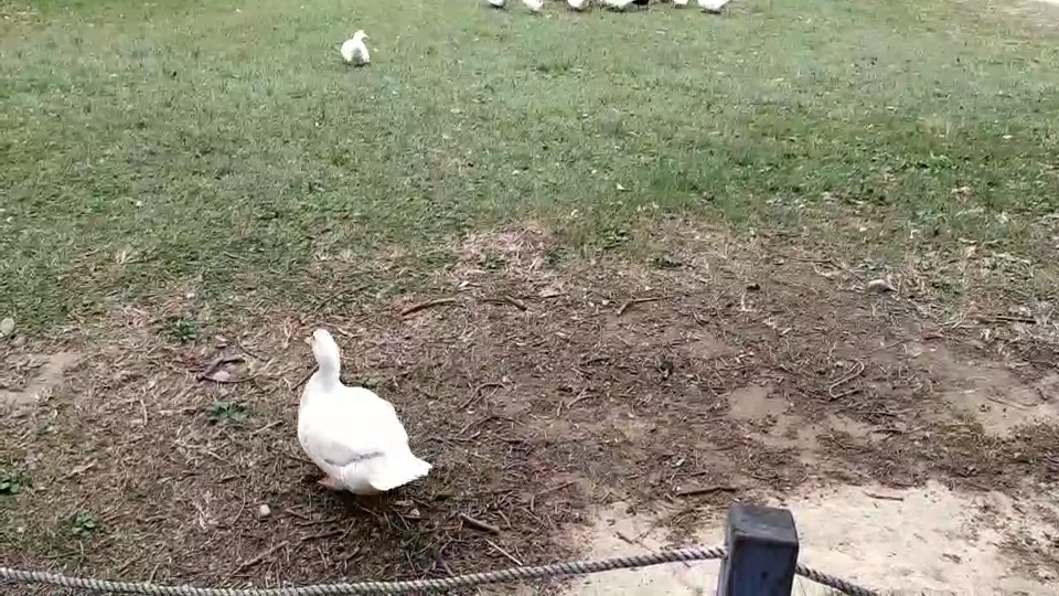 草地上有多隻白色的鵝散步和覓食