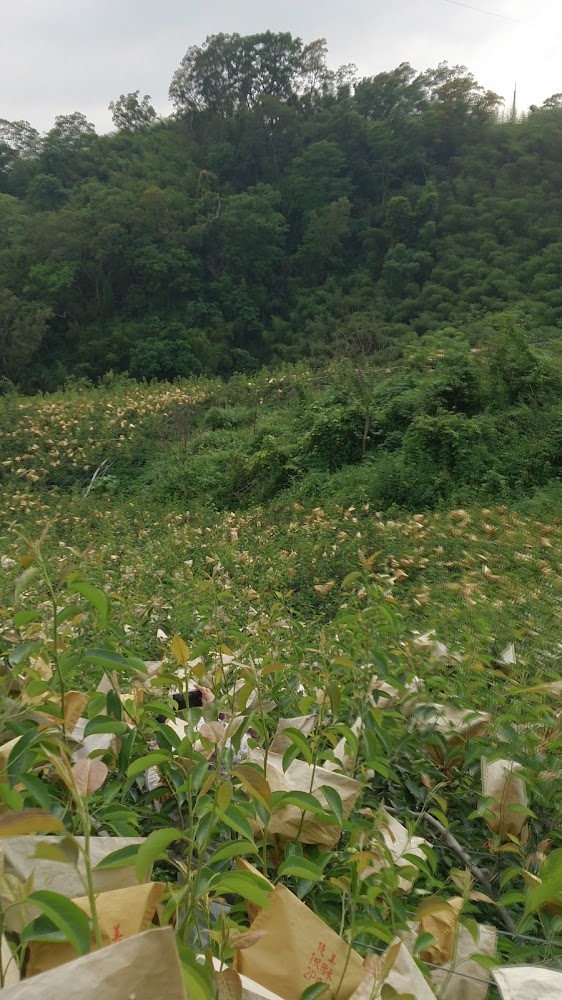 山坡果園內大量套袋果實