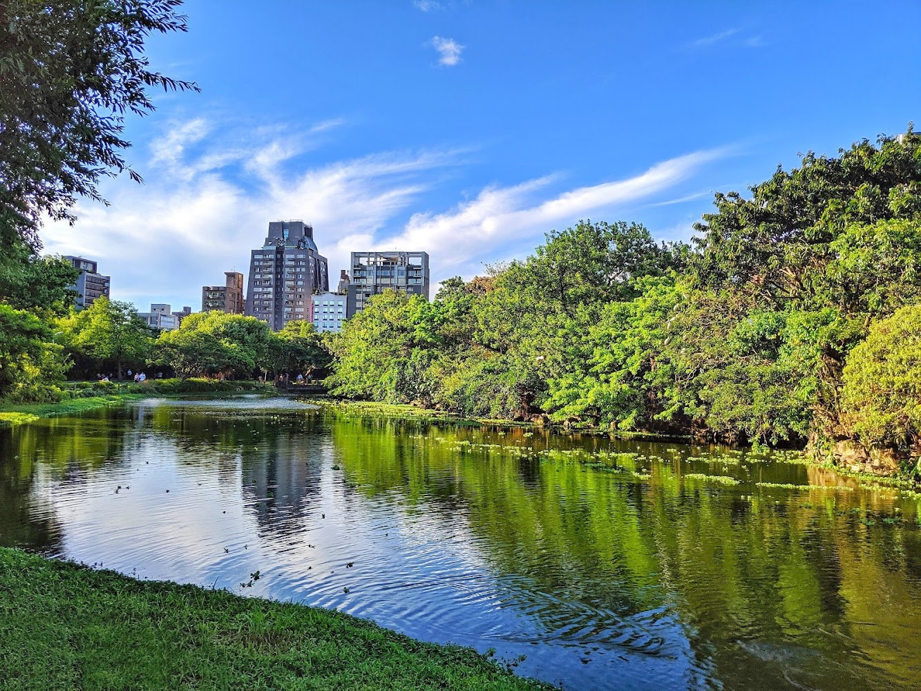 大安森林公園湖景與城市天際線
