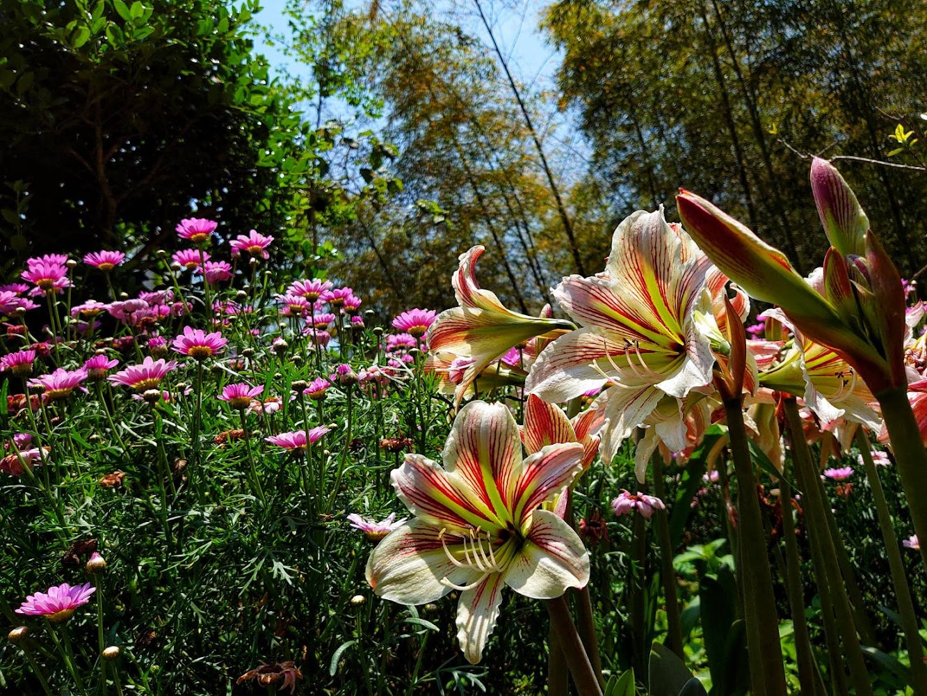 阿里山四季星空百合與雛菊花景