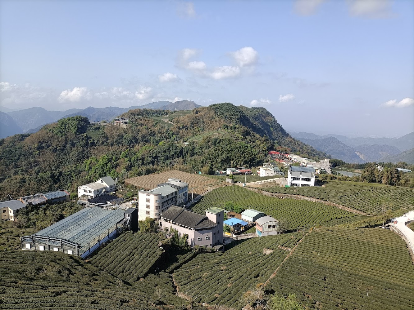 石棹茶園景色