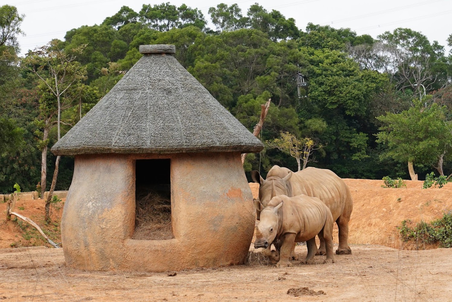 六福村野生動物王國犀牛區